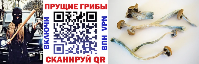 Псилоцибиновые грибы прущие грибы  Белинский 